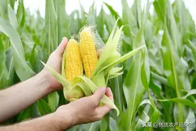 99%的玉米都是直播，但没想到移栽的好处这么多！这几种蔬菜移栽机都可以用来移栽玉米图片