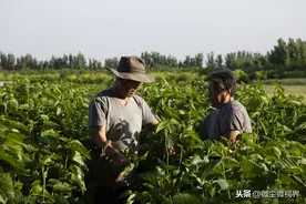 桑园被雨水浸泡后，养殖户该怎么操作？排、清、消、降、备不能少图片