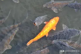 日本河道内巨鲤众多，却无人敢钓无人敢吃，你知道为什么吗图片