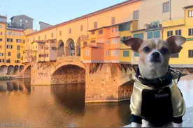 出游季带着宠物去旅行，羡慕动物旅游达人，柠檬精酸了图片