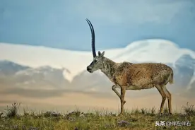 可可西里观影记图片