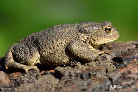 癞蛤蟆最大能长多大？癞蛤蟆寿命有多长？图片