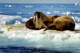 浮冰上的王者—海象，象牙既是拐杖也是长矛，因冰面融化群体跳崖图片