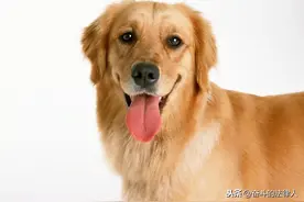 经过培训的金毛寻回猎犬，丢失后失主要求返还的责任比例图片