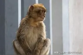 故事：古代志怪故事——猴妖两则，孙家鬼仆图片