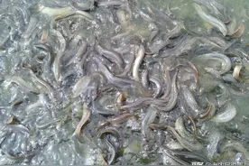 曾经泥鳅高价难买，今年却跌价，为啥？养殖户：亏了，明年养龙虾图片