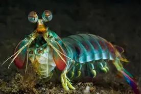 比泰森还狠！“巡洋舰级”海洋斗士：雀尾螳螂虾图片