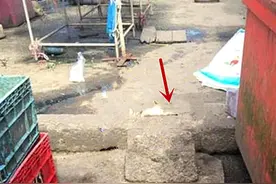 随手扔了条鱼给流浪猫，以为它很快吃完了，走近后：咋还藏起来了图片