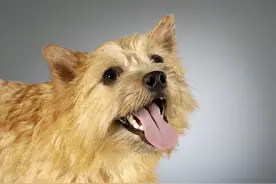 下面这些“狗言狗语”，你知道多少条？图片