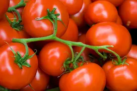 日光温室西葫芦间作豆角、番茄栽培模式，学到就是赚到图片