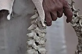 印尼设计师造“人骨手提包”被骂人渣，称合法购买儿童脊椎后制作图片