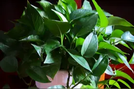 家中养绿萝，满足它3个“喜好”，叶子肥厚油亮，轻松爆盆图片