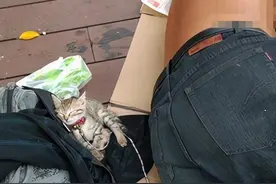 流浪汉赤裸上身却把衣服给小猫：它不是流浪猫图片