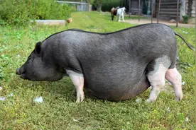 怀孕母猪体温低不吃食的原因及预防措施图片