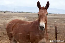 骡子为啥分“马骡”和“驴骡”？原来，都是因交配方式不同造成的图片