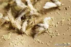养蚕结茧数不足能使蚕茧产量下降20%，做好这6点可解决该问题图片
