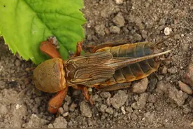 蝼蛄——农作物为害严重的害虫之一，附害虫高清图谱和防治方法图片