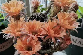 仙人球不开花，避开这“三误区”，噗噗爆崽又开花，养成繁花老桩图片