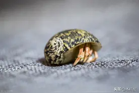 花鸟鱼虫之寄居蟹图片