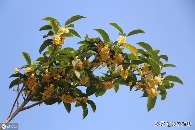吴刚伐桂的背后：竟是一段冲冠一怒为红颜的爱情？真相让人深思