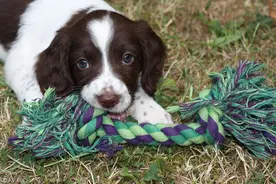 德国养狗规矩多图片