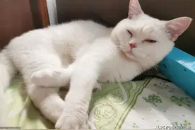 解梗词典：【就这】，这是什么梗？图片