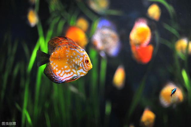 玩草缸不知从何入手？其实不难，5步打造漂亮的水草缸