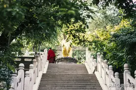 树叶上会形成六字真言？塔尔寺的菩提树图片