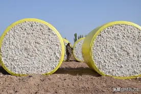 棉花补贴马上到账，算算18600元目标价格折出籽棉价格是多少图片