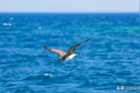 关于《头条》中的“点赞”与“评论”图片