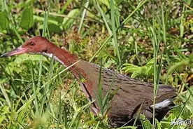 该生物确定13.6万年前就灭绝了，如今再次出现，进化论出问题图片