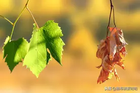 《耶鲁大学公开课：死亡》，人永远活着是一件好事吗？图片