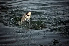 「鱼的生活规律」 中国最大鱼种鲫鱼的十大习性图片