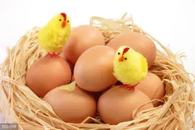 春季又到孵化季节，三步教你孵出质量优，成活率高的鸡宝宝！图片