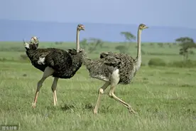 对动物的误解，你知道几个？图片