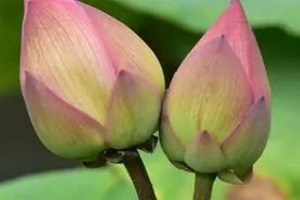 #赏荷季节# 佛山亚洲艺术公园禅荷花岛里的荷花图片