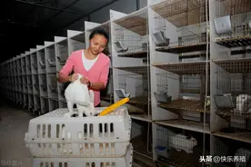 兔价低多高少，养兔如何才能赚钱？图片