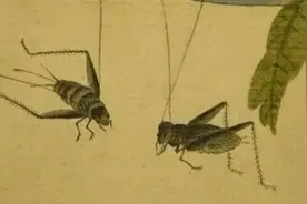 小蛐蛐，高价钱，大学问图片