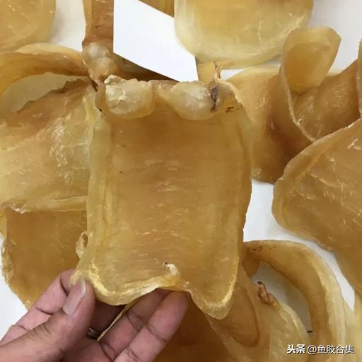 蜘蛛肚花胶价格 2026年蜘蛛片花胶