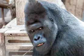 全球第一例大猩猩感染新冠，这一波疫情动物们也轮番中招图片