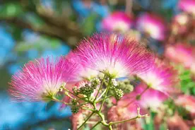 木耳抗癌，韭菜补肾，合欢花治失眠，身边每种植物都有自己的功效图片