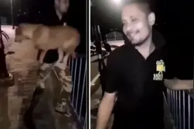 印度男子把流浪狗扔进湖里 一秒前还在朝他摇尾巴（视频）图片