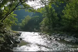 秦岭深处，原生态的溪流里，奇遇野生娃娃鱼，真萌真笨真吓人图片