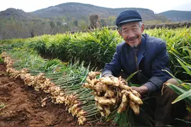 姜什么时候收获图片