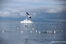 青海共和县：鱼鸥成群结伴，青海湖海天一色图片