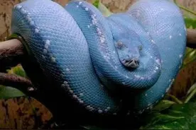 世界最贵的蟒蛇，价值超300万的蓝血绿树蟒，至今无法人工繁育图片