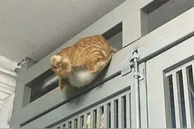 橘猫失踪了好久，主人再找到它时忍不住笑了：卡住了吧？图片