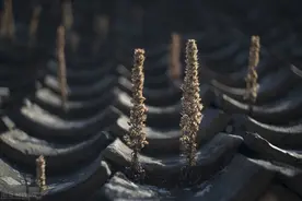 一种植物长在老屋的屋顶，常被误以为是多肉，采药人视若珍宝图片