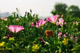 周末去哪玩！沧州大运河生态修复展示区逛一逛，让你满眼是碧绿，一起相约自然吧图片