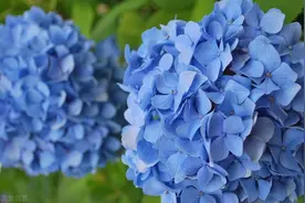 绣球开败，拉拉“胳膊”，根部冒出一把芽图片